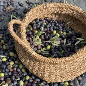 Zeytin 4